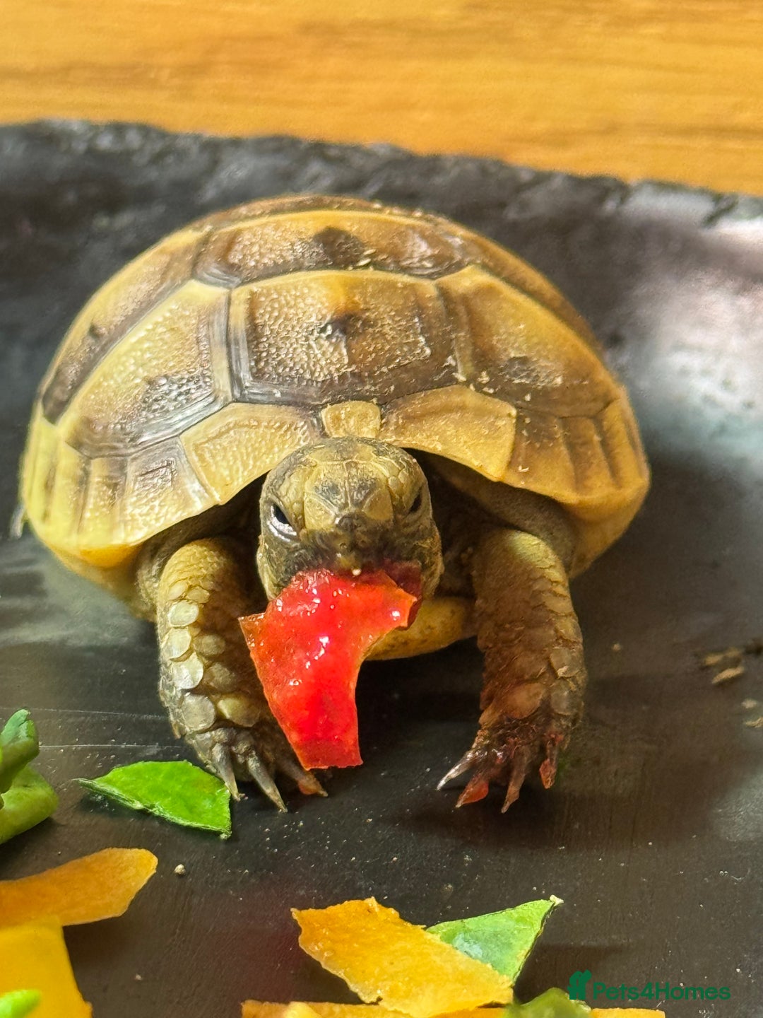 Tortoise reptiles for sale: 3 month old tortoise & set up - Image 3