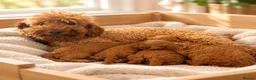 Toy Poodle dogs for sale: Stunning Deep Red Toy Poodles 🐩 Ready 26th Oct - Advert 1