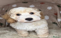 Cockapoo dogs for sale: Pedro f1 cockapoo  - Image 13
