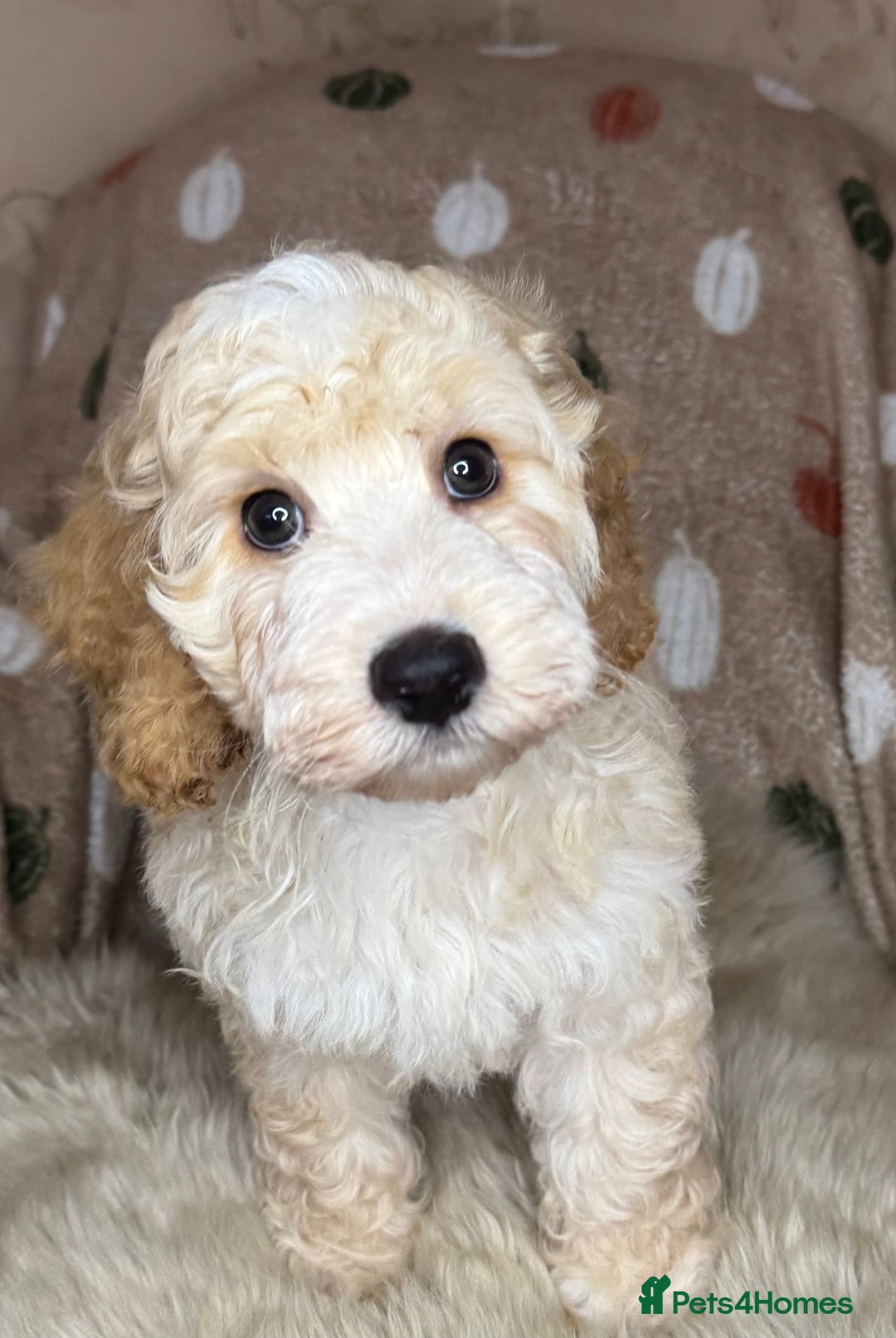 Cockapoo dogs for sale: Pedro f1 cockapoo  - Image 13