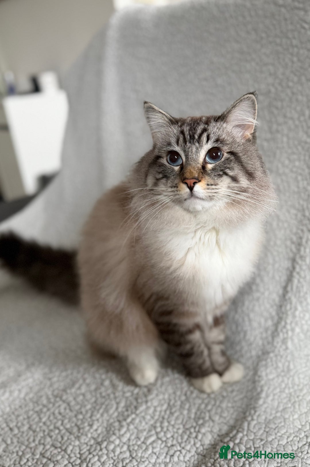 Ragdoll cats for sale: Stunning, Gentle Boy Looking For His New Home - Advert 1