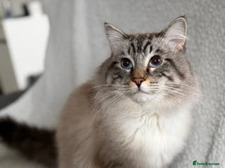 Ragdoll cats Stunning, Gentle Boy Looking For His New Home - Advert 1