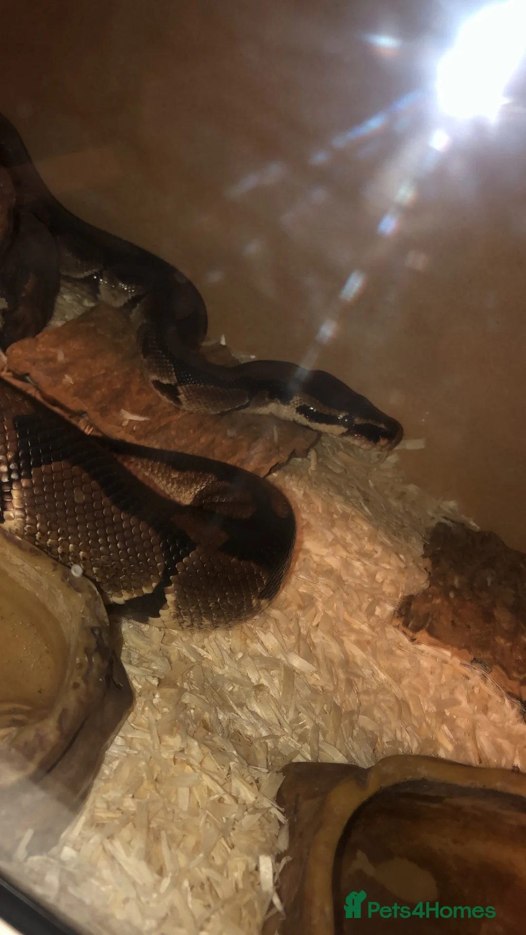 Python Snake reptiles for sale: Ball python adult male 3ft very friendly  in Stoke-on-Trent - Advert 3