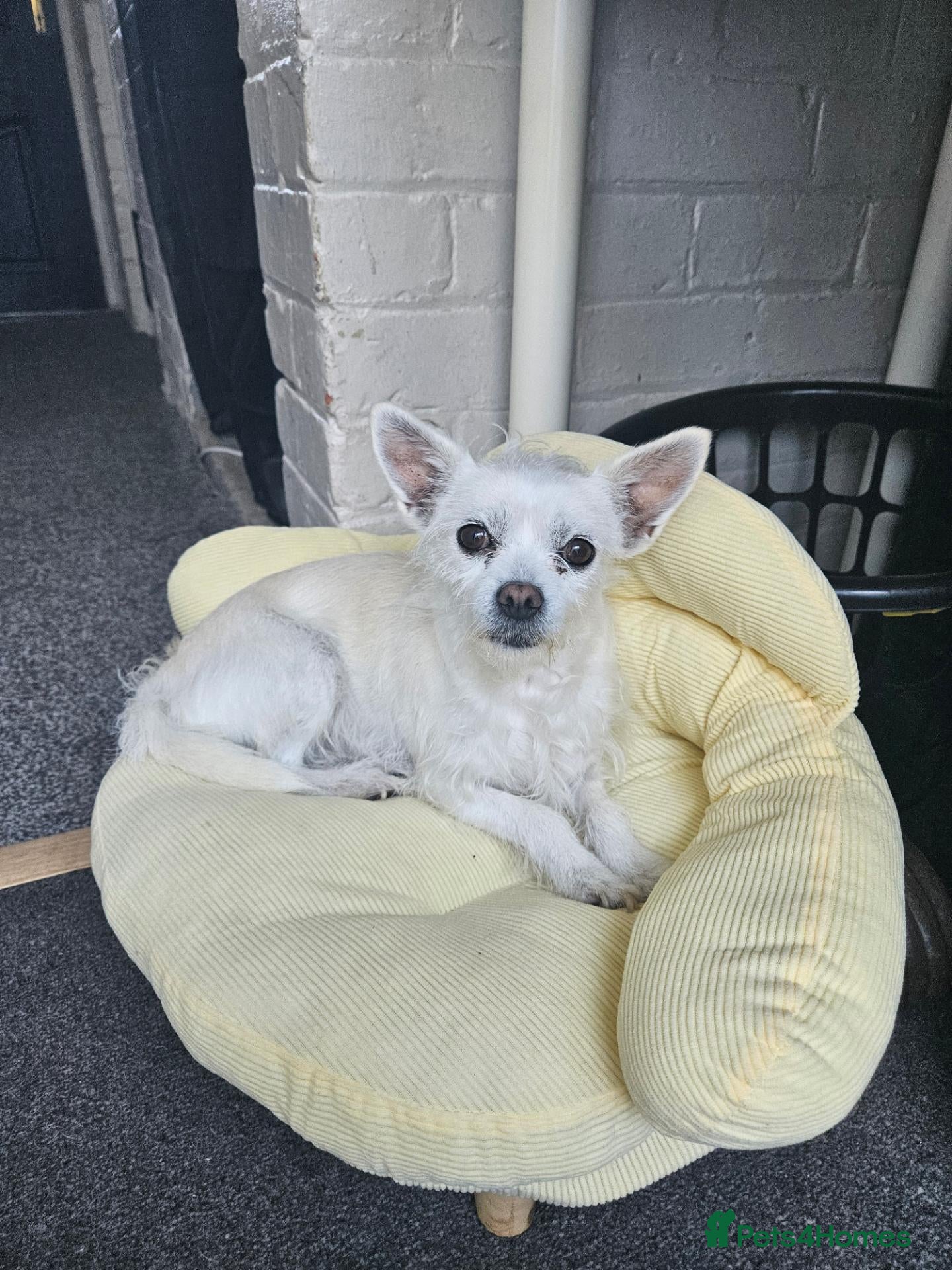 Mixed Breed dogs Maltese x chihuahua  - Advert 1