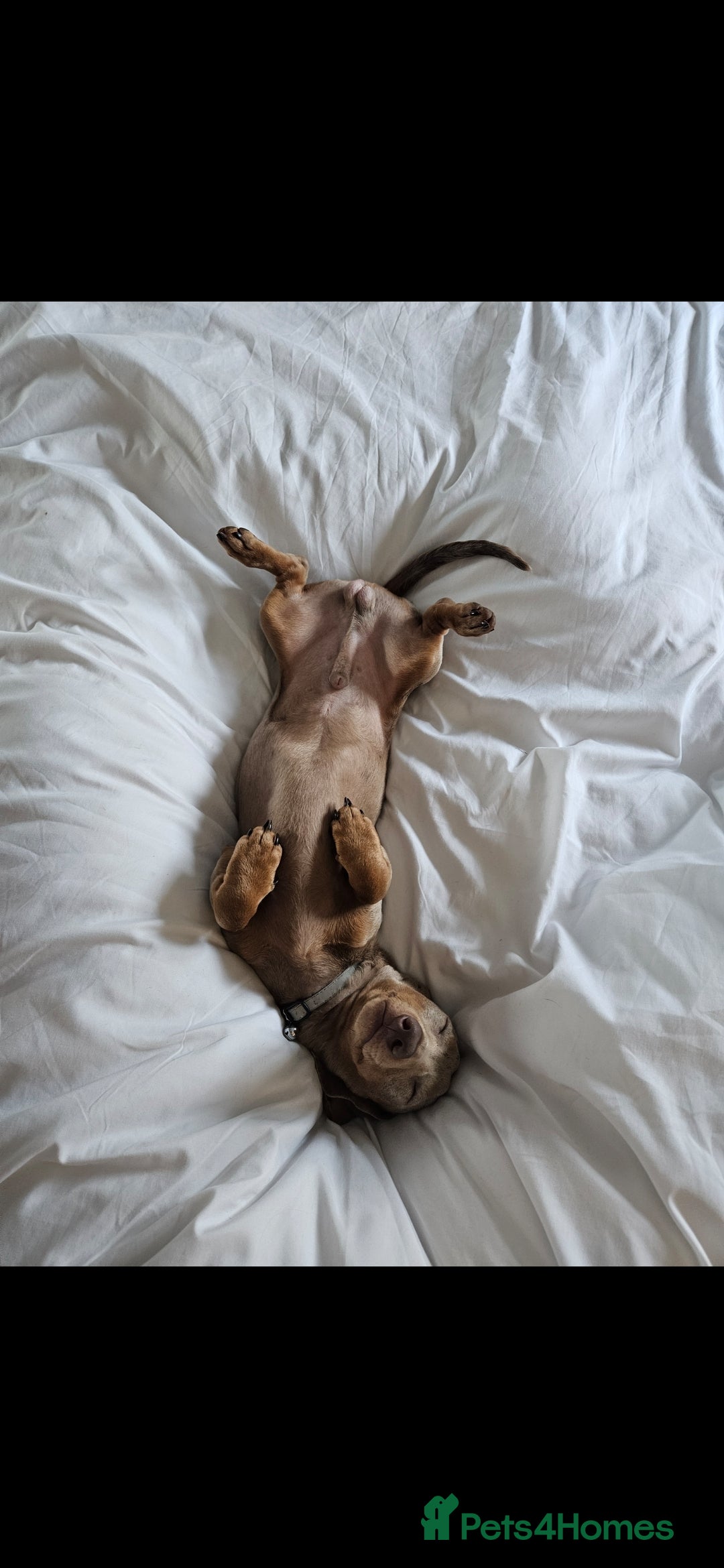 Miniature Dachshund dogs for stud: Miniature Daschund KC Registered PRA clear STUD  - Advert 3