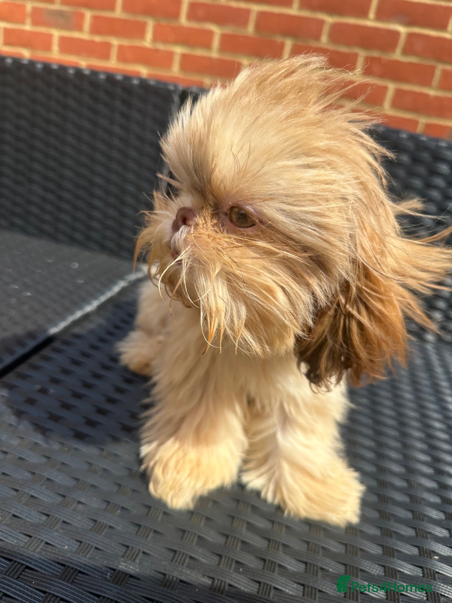 Shih Tzu dogs Hermes 💙 True Imperial  - Advert 1