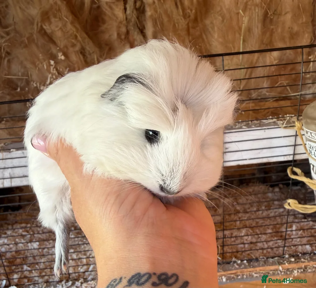 Guinea Pig rodents for sale: Beautiful sow - Advert 3