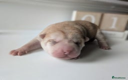 Shar Pei dogs for sale: Shar Pei Puppies - Ready 23rd December - Image 2