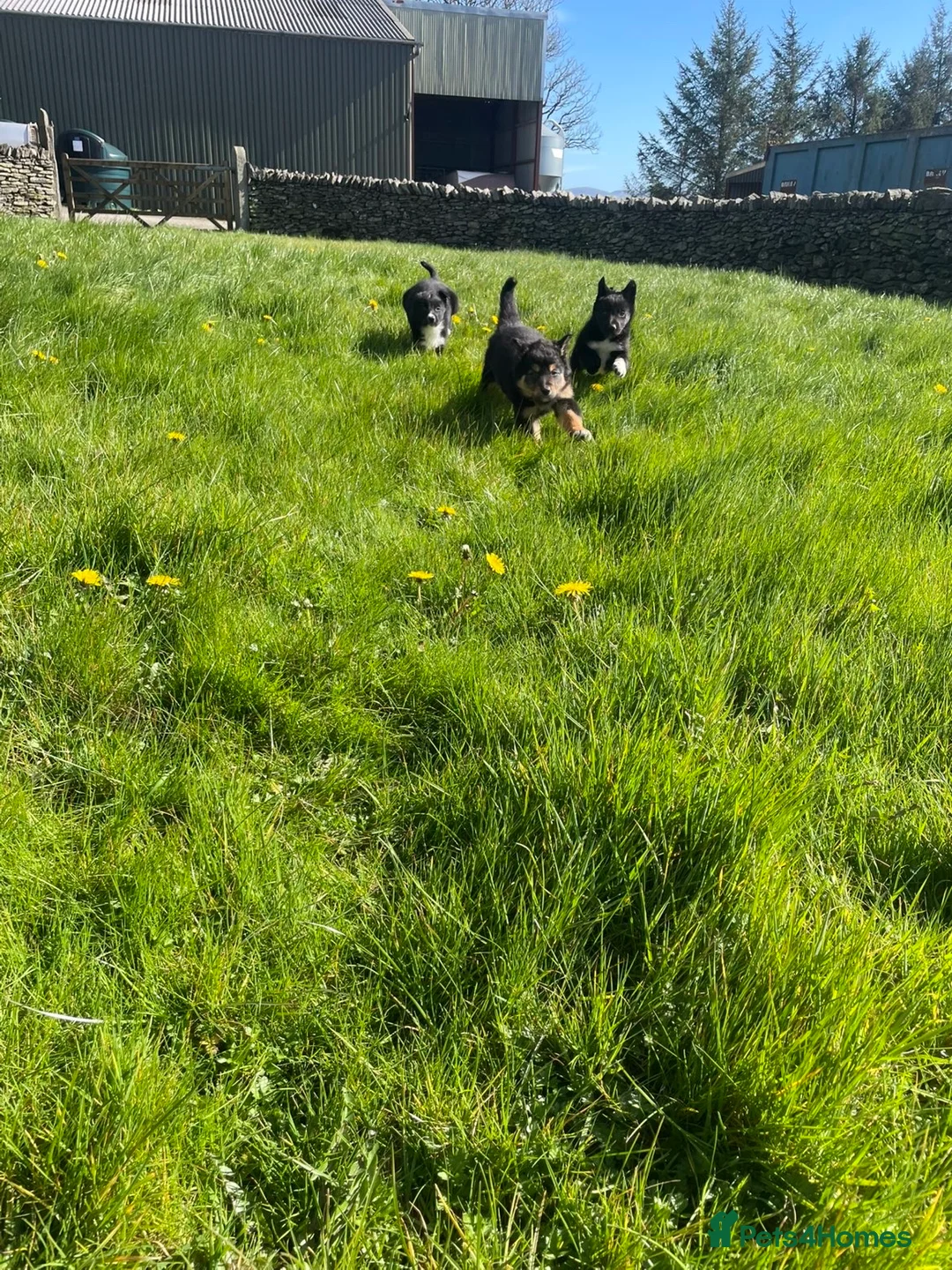 Border Collie dogs for sale: Gorgeous Collies - Advert 10