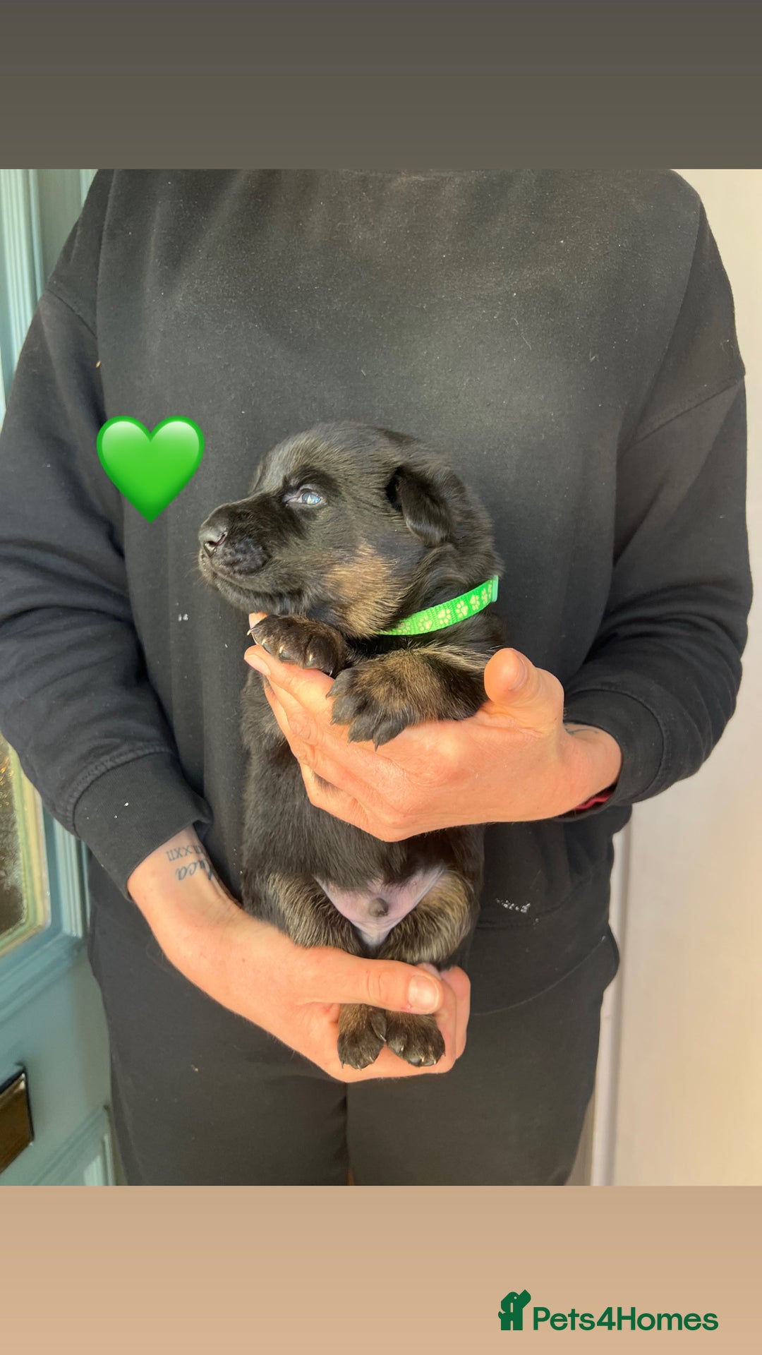 German Shepherd dogs for sale: Beautiful black and gold German shepherd puppies  - Image 11