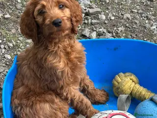 Irish Doodle dogs Standard Red Irish Doodles - Advert 1