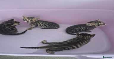Bengal cats - Advert 10