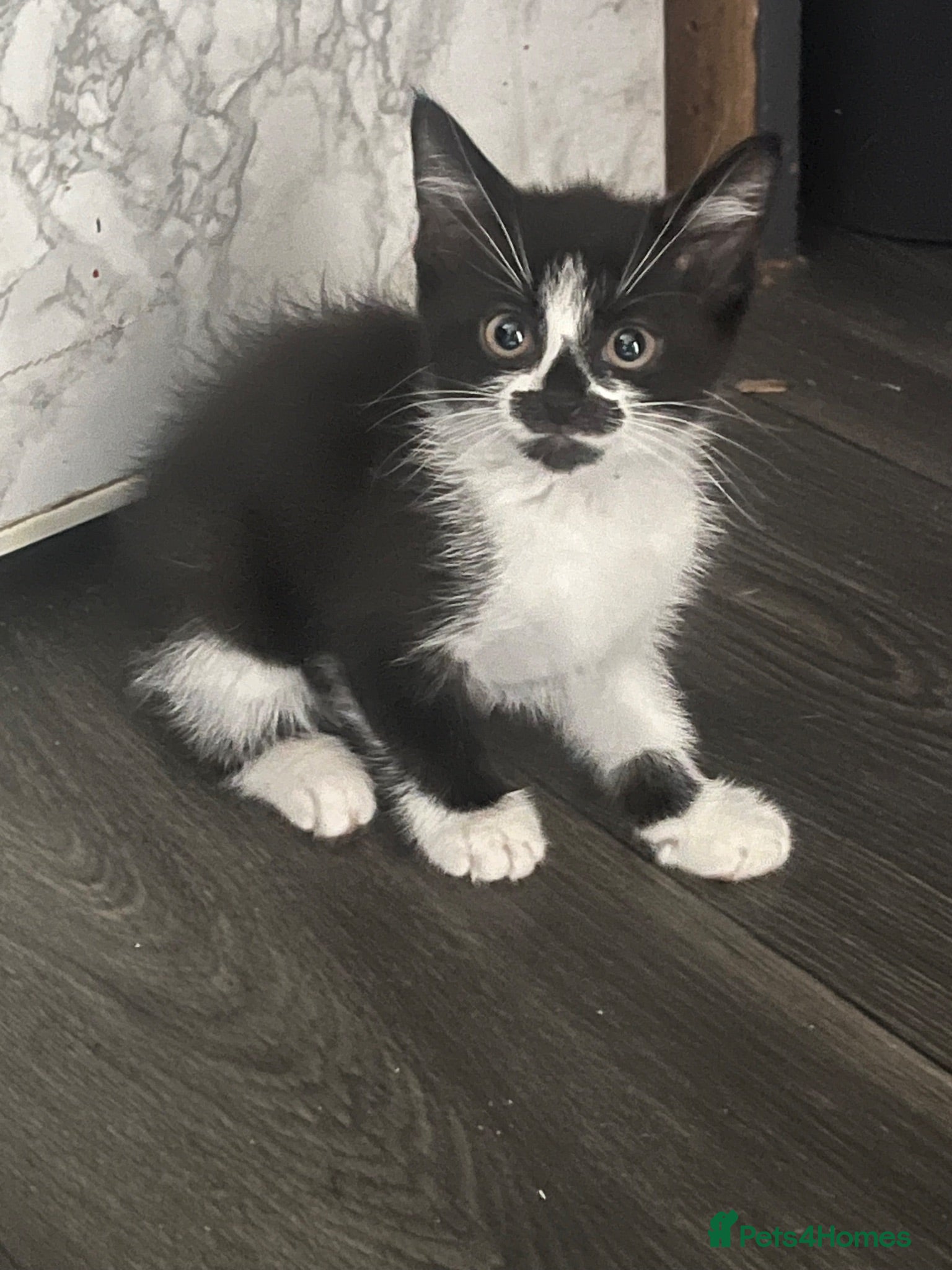 Mixed Breed cats Tuxedo kittens 8 weeks old - Advert 3