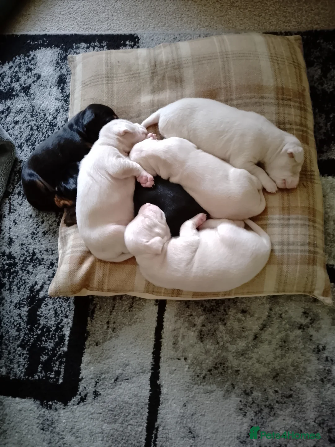 Dobermann dogs for sale: Doberman puppies  in Bathgate - Advert 2