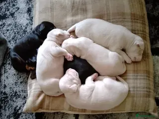Dobermann dogs Doberman puppies - Advert 9