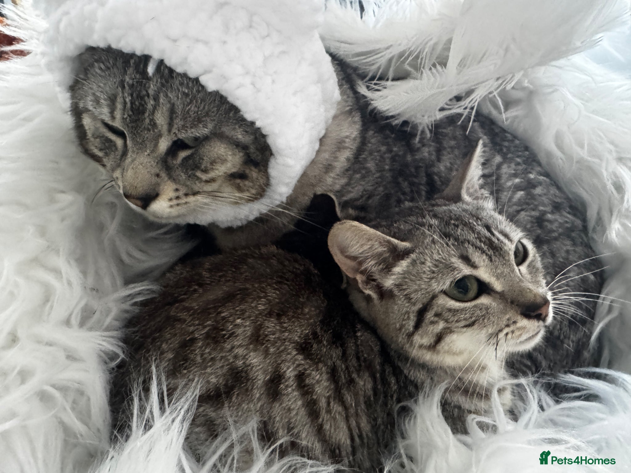 Egyptian Mau cats TICA REG Silver Egyptian Mau x SnowBengal LAST ONE - Advert 1