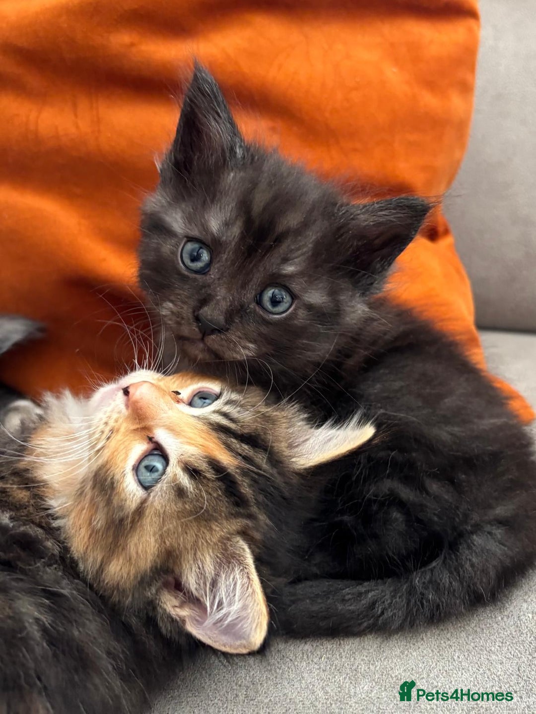 Mixed Breed cats for sale: Maine-coon / Ragdoll Kittens  - Image 2