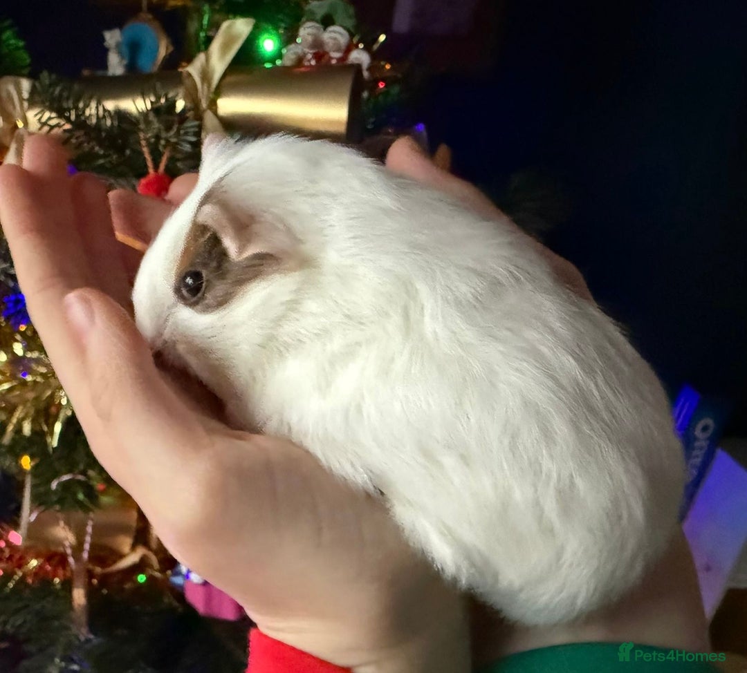 Guinea Pig rodents for sale: Two beautiful female Guinea pigs  - Advert 5