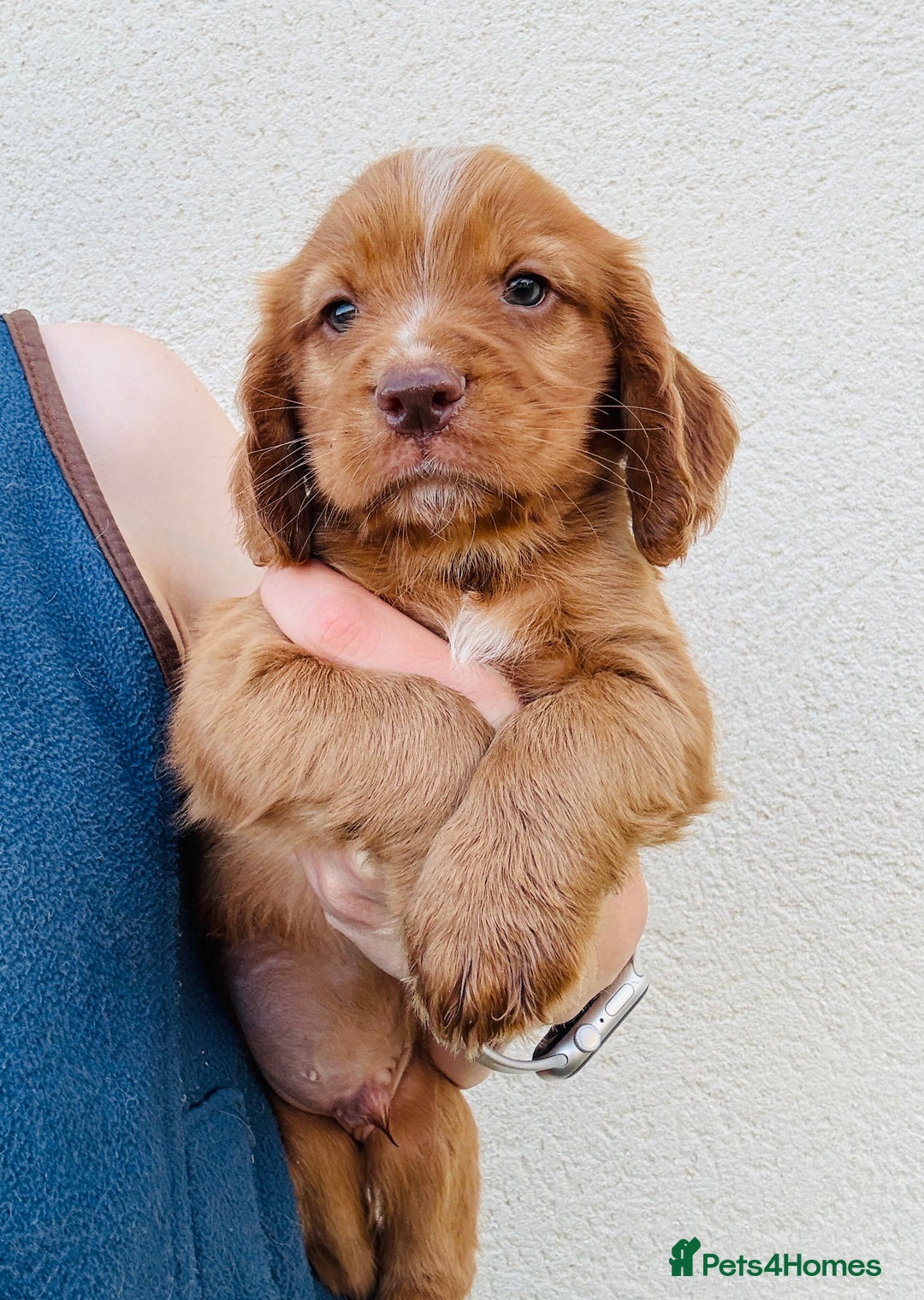 Cocker Spaniel dogs for stud: Cracking cocker spaniel for Stud  - Advert 6