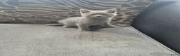 British Shorthair cats for sale: British short hairs for sale - Advert 2