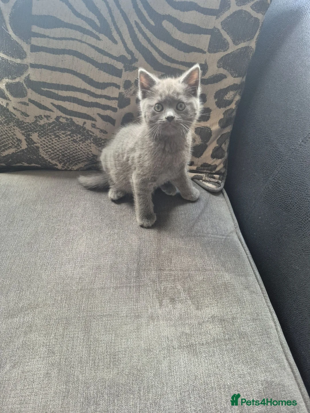 British Shorthair cats for sale: British short hairs for sale - Advert 2