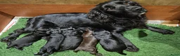 Cocker Spaniel dogs for sale: Cocker Spaniel Puppies  - Advert 8