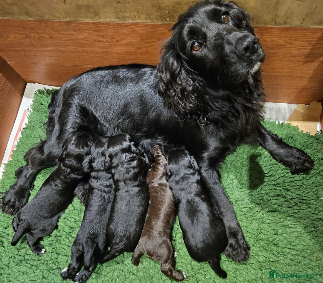 Cocker Spaniel dogs for sale: Cocker Spaniel Puppies  - Advert 8