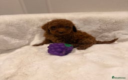 Mixed Breed dogs for sale: Beautiful Deep Red Poodle Puppy’s For Sale Kent  - Image 6