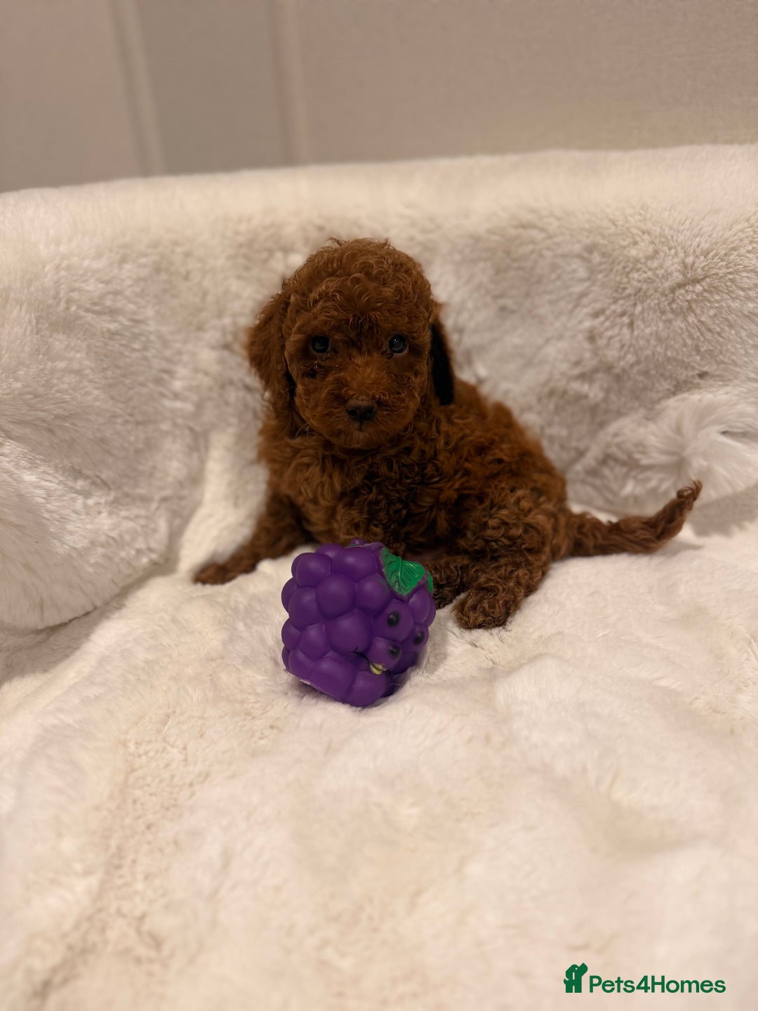 Mixed Breed dogs for sale: Beautiful Deep Red Poodle Puppy’s For Sale Kent  - Image 6