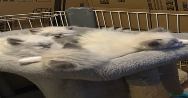 Persian cats - Advert 3