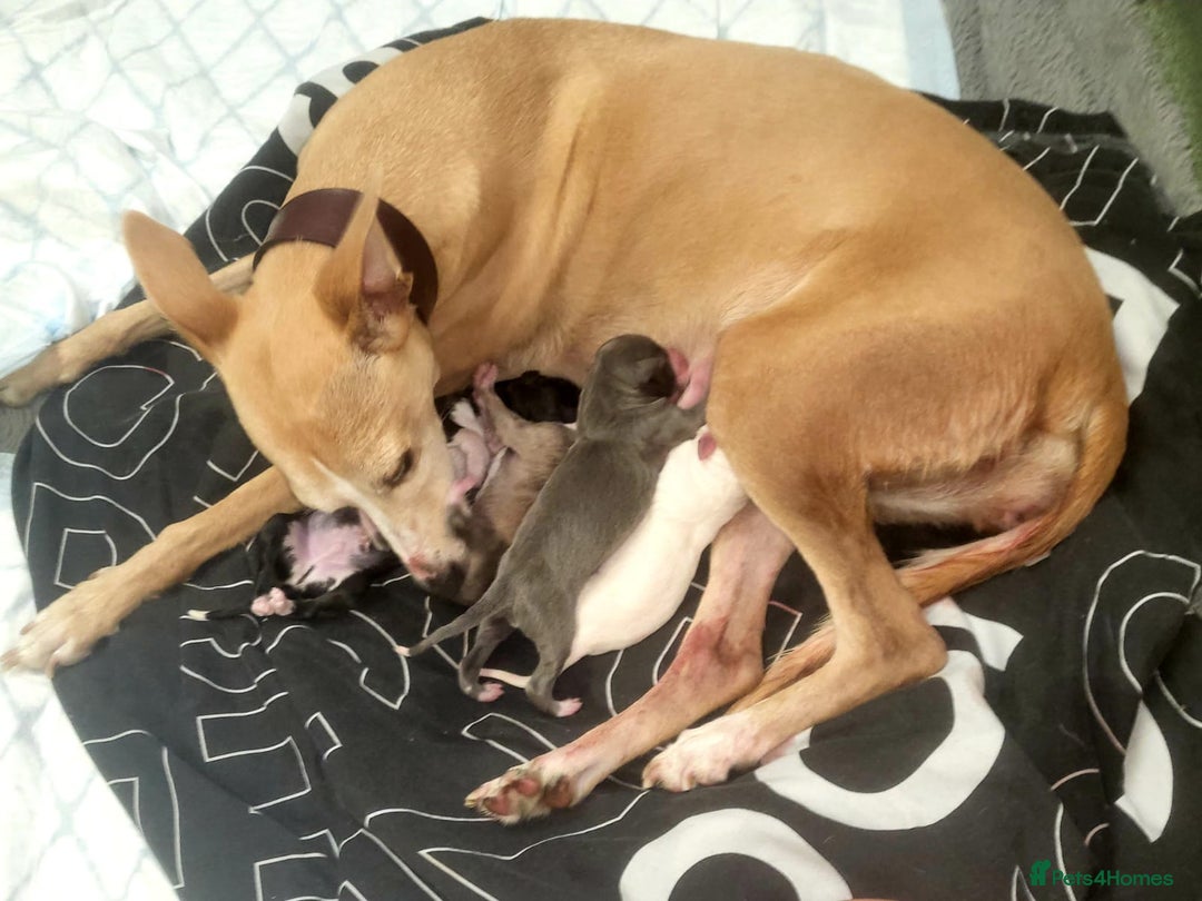 Whippet dogs for sale: 3 lovey whippet puppies  - Image 9