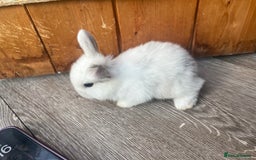 Mini Lop rabbits for sale: Mini lop  - Image 7