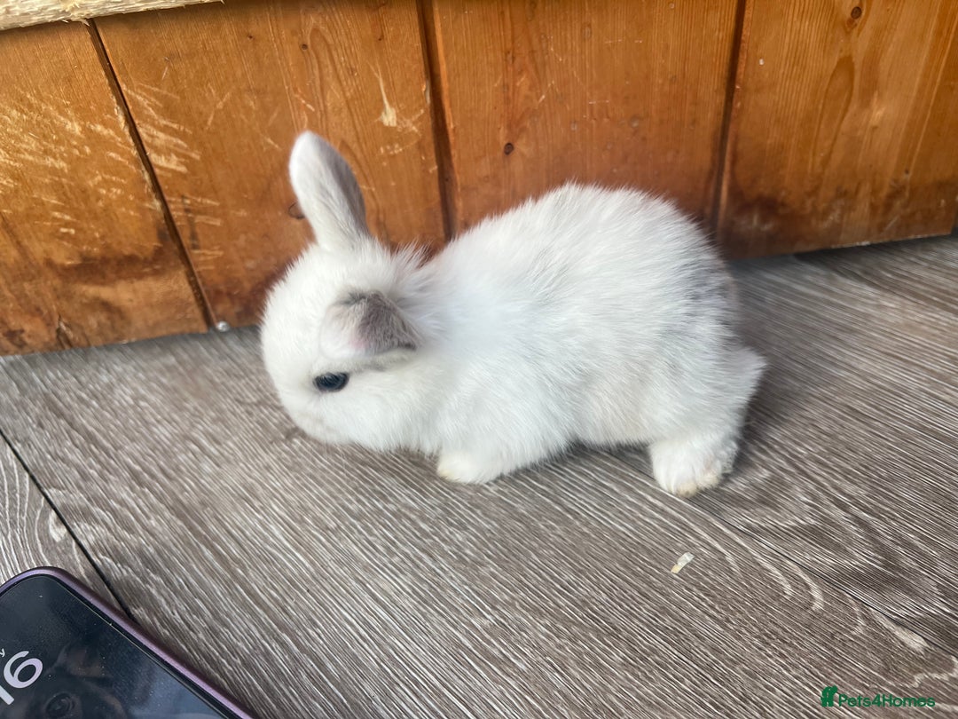 Mini Lop rabbits for sale: Mini lop  - Image 7