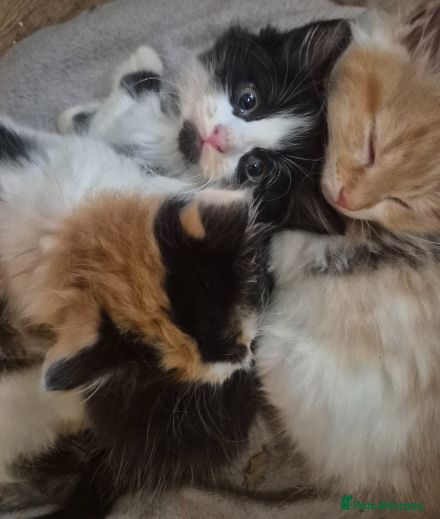 Mixed Breed cats British blue x Maine coon x domestic short hair  - Advert 14
