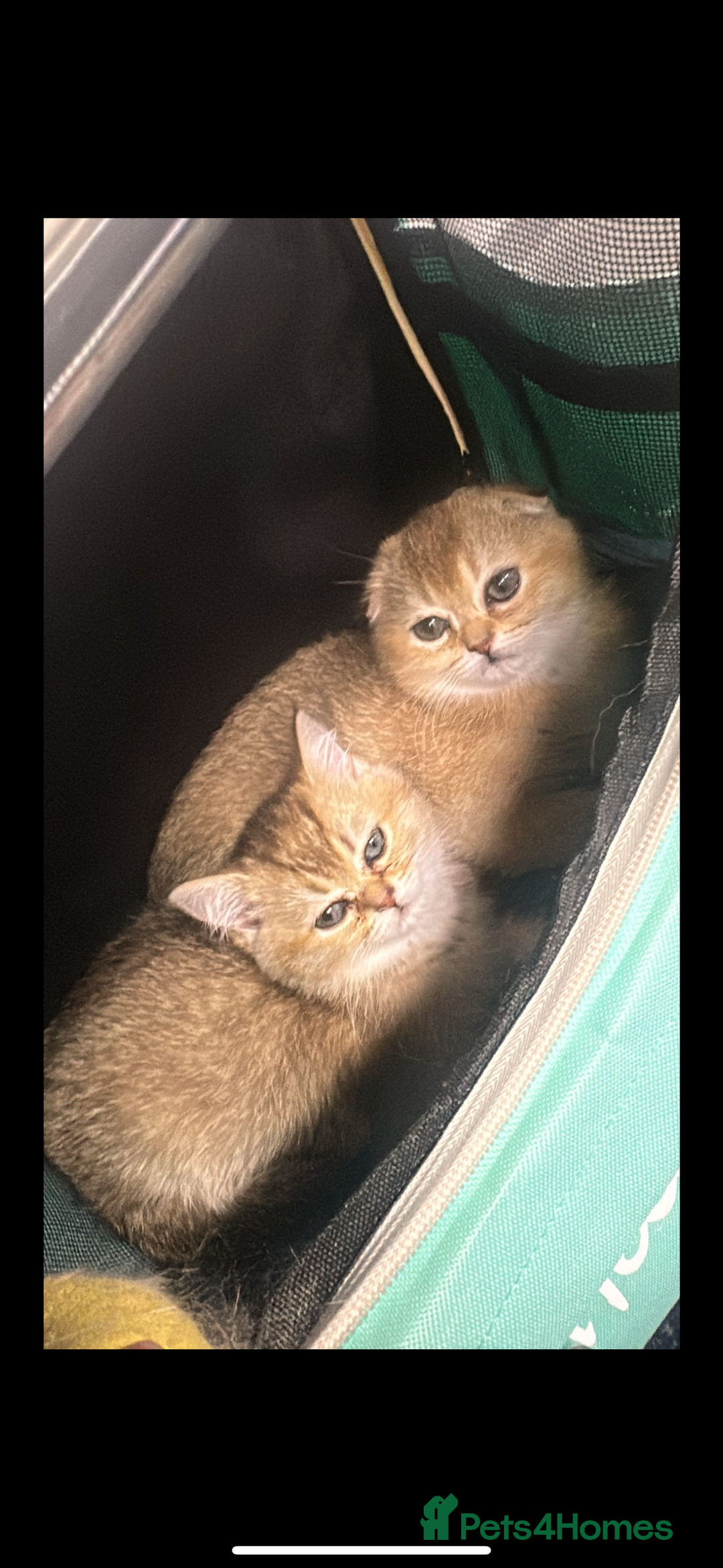Scottish Fold cats for sale: Stunning Scottish fold golden  - Image 4