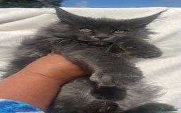 Maine Coon cats for sale: STUNNING MAINE COON SMOKE (tica activereg ) - Image 2