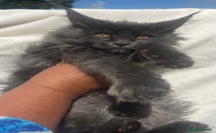 Maine Coon cats - Advert 1