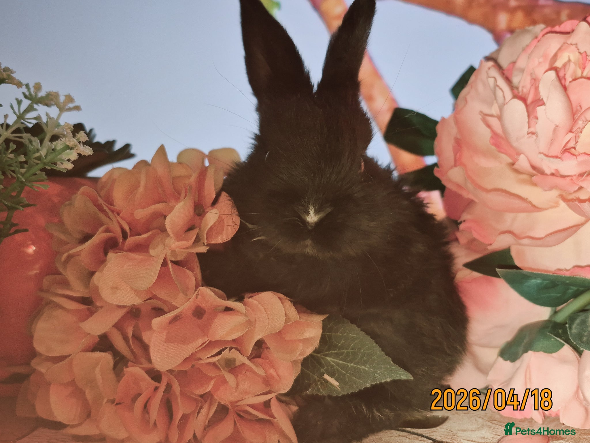 Mixed Breed rabbits Cute Playful Baby Rabbits – £60 Each - Advert 2