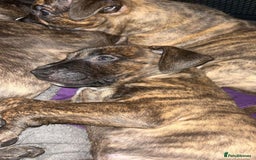 Mixed Breed dogs for sale: puppies of an english bull terrier/America bulldog - Image 3