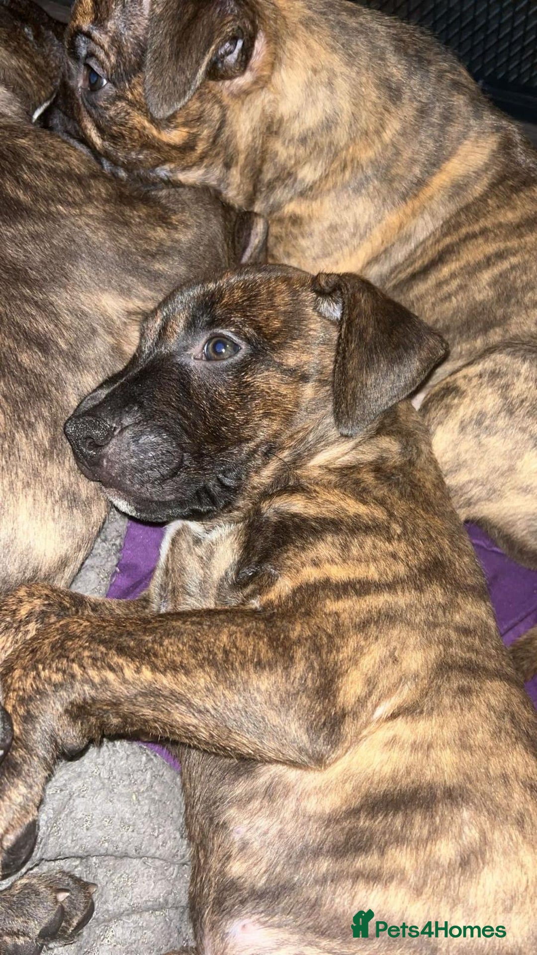 Mixed Breed dogs for sale: puppies of an english bull terrier/America bulldog - Image 3