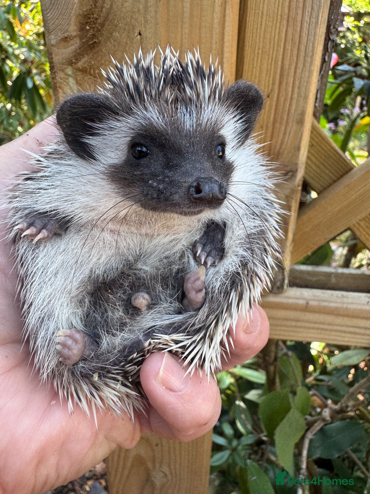 Pygmy Hedgehog rodents 9 wk boy and girl baby APH with or without set up  - Advert 1