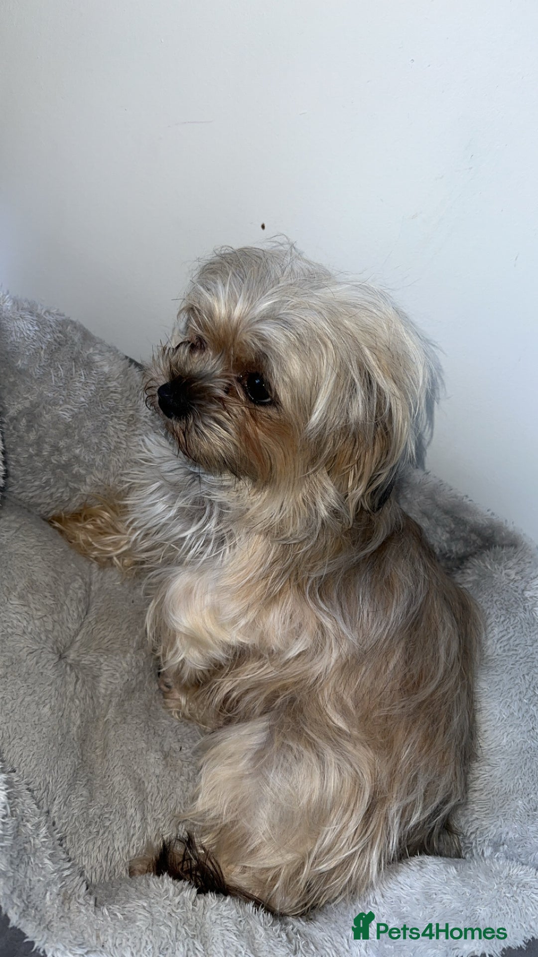 Yorkiepoo dogs for sale: Yorkiepoo - Image 3