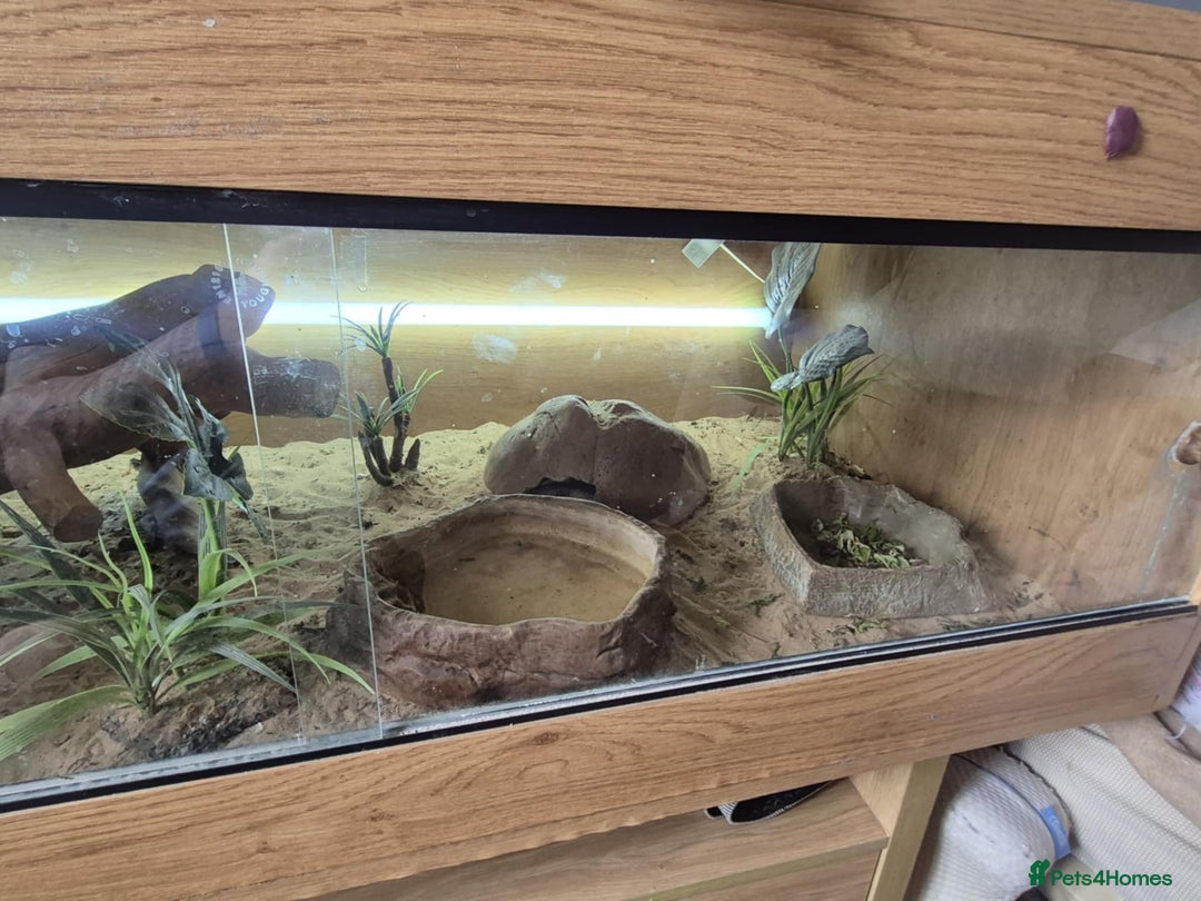 Bearded Dragon reptiles for sale: Bella the Bearded dragon  - Image 4