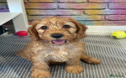 Cockapoo dogs for sale: 5 Adorable Fox Red & Apricot Cockapoo Puppies - Image 21