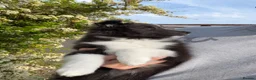 Shetland Sheepdog dogs for sale: Gorgeous Bi-black Boy Available  - Advert 5