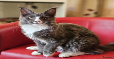 Maine Coon cats in Northampton - Advert 2