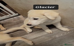 Shepsky dogs for sale: 5 adorable shepskys  - Image 11