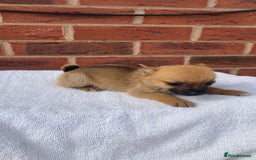 Mixed Breed dogs for sale: Jack Russel cross Pomeranian puppy’s  - Image 8