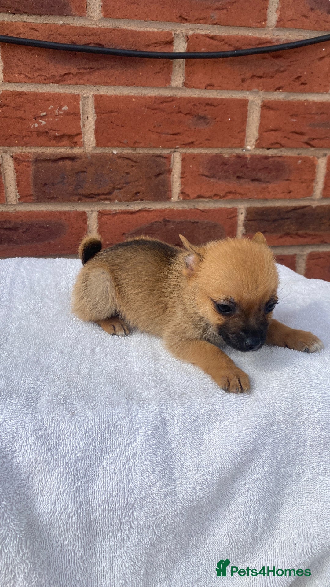 Mixed Breed dogs for sale: Jack Russel cross Pomeranian puppy’s  - Image 8