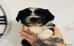 Tibetan Terrier dogs for sale: KC Reg, Fully Health Tested Tibetan Pups - Image 5